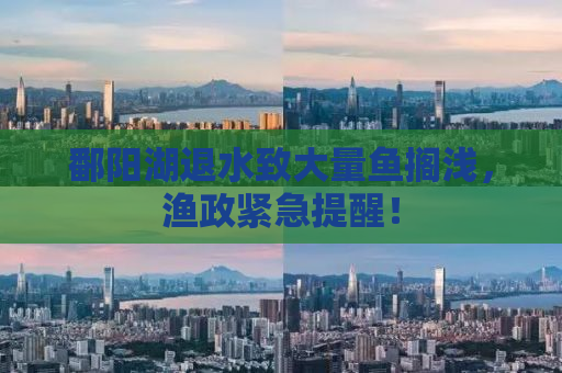 鄱阳湖退水致大量鱼搁浅，渔政紧急提醒！