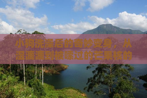 小狗洗澡后的奇妙变身，从湿漉漉到被嗦过的芒果核的奇妙旅程