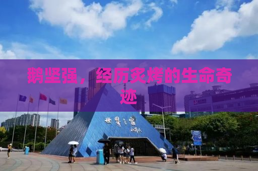 鹅坚强，经历炙烤的生命奇迹