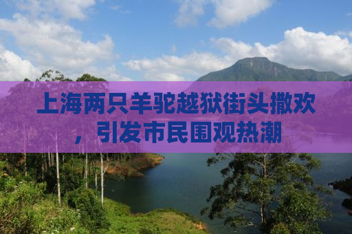 上海两只羊驼越狱街头撒欢，引发市民围观热潮